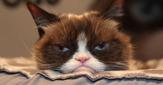 «Никогда не прощу!» – 20 трогательных и смешных фото котиков, которые обиделись на своих хозяев