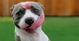 Собака, которая «зависла»: 20 смешных фото животных, которых запечатлели в самых неожиданных ракурсах