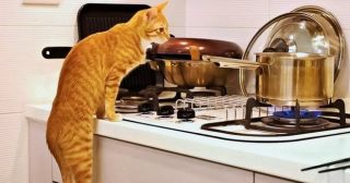 Лучшие помощники: 20 смешных фото животных, которые считают кухню любимым местом в доме