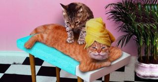 Лучший отдых и релакс: 20 смешных фото животных, принимающих процедуры или выступающих в роли массажиста