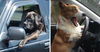Прокатиться с ветерком: 20 смешных фото, на которых запечатлены собаки в автомобиле
