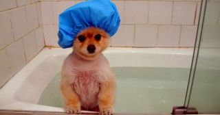 Чистота – залог здоровья: 20 смешных фото животных, которые принимают водные процедуры