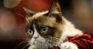 20 смешных фото котят, которые очень ярко выражают свои эмоции и проявляют недовольство