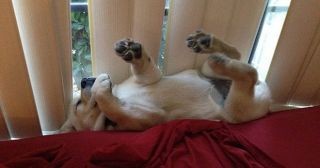 Где упал, там и уснул: 20 смешных фото уставших домашних животных