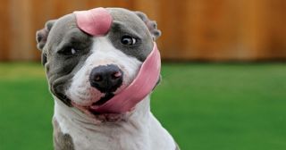 20 смешных фото собак, которых удалось запечатлеть в необычных позах
