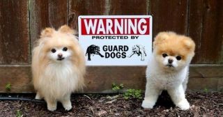20 смешных фото, на которых запечатлены удивительно милые животные, скрывающиеся за надписью «Злая собака»