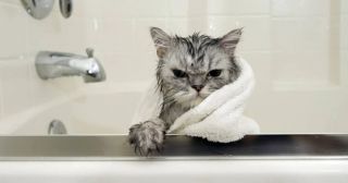 20 смешных фото кошек, сделанных до и после купания