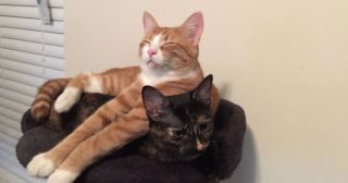 20 смешных фото котов, которые уверены в том, что наглость – второе счастье 