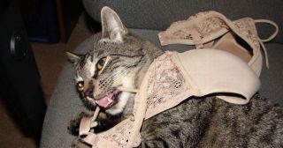 20 смешных фото котов, которые больше всего на свете любят играть с нижним бельем