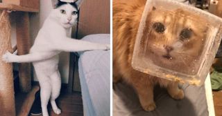 20 смешных фото котов, которым удалось сломать стереотипы