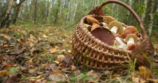 9 правил «тихой охоты»: как не отравиться в разгар грибного сезона? 