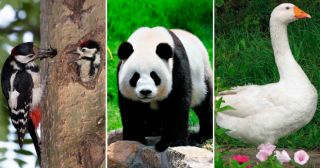 Животные-тотемы по знаку зодиака: дятел, панда или гусь? 