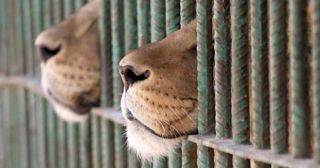  Как в зоопарках убивают животных - 10 шокирующих фактов 
