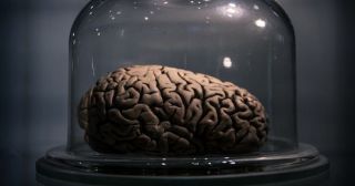 23 удивительных факта о мозге по результатам последних научных исследований
