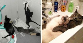 35 фото о том, как ведет себя ваш кот, пока вас нет дома