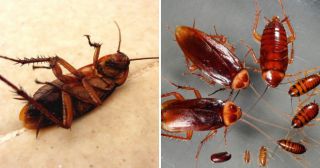 14 интересных фактов о тараканах, которым вы удивитесь