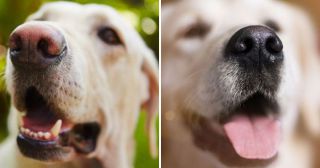 15 фактов о собачьем обонянии, о которых вы и не догадывались