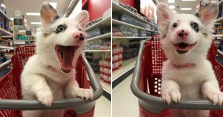 Собачка Зира впервые оказалась в супермаркете, и её счастью нет границ!