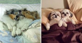 Наглость – второе счастье: 20 собак, которые спят в постели хозяина!