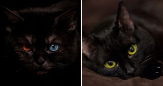 25 удивительных фактов о черных кошках