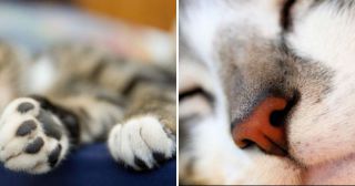 25 удивительных фактов об усатых-полосатых, которые нужно знать каждому кошатнику