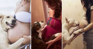 Больше, чем любовь: эти 30 собак с нетерпением ждут появление малыша!