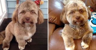 Собака с человеческим лицом испугала весь Интернет, и это не смешно!
