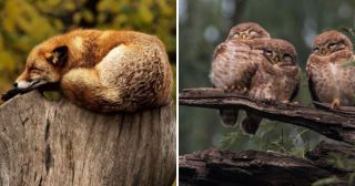 25 интересных фактов о том, как спят животные