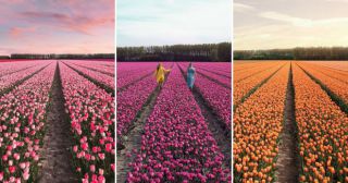Невероятное преображение Нидерландов во время цветения 7 миллионов тюльпанов!