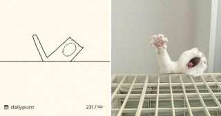 Главное точность: 24 рисунка котов, которые непременно вас рассмешат