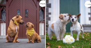 Готовьте мимиметры: эти свадебные фото собак сделают ваш день!