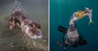 25 лучших фото конкурса подводной фотографии