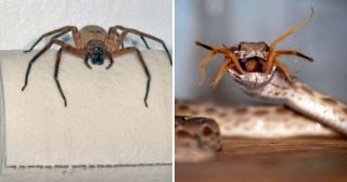 15 фактов об австралийских пауках