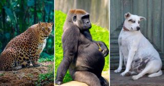 25 животных, которым знакомы все тягости беременности