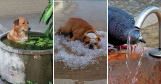 30 фото которые доказывают, что выжить жарким летом очень непросто