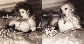 Пёс так очаровательно пародирует Мадонну, что она лично репостит его фото