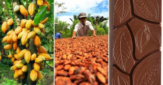 От какао-бобов до плитки: сложный процесс создания шоколада