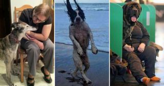 25 собак, которые попали в кадр в нужное время и в нужном месте