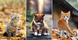 Коты и осень: 30 кадров, которые развеют сезонную хандру