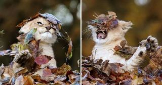 5 фото о том, как львенок встретил свою первую осень