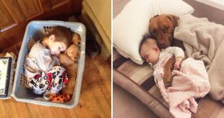 20 фото, которые доказывают, что собаки — лучшие подушки для малышей 