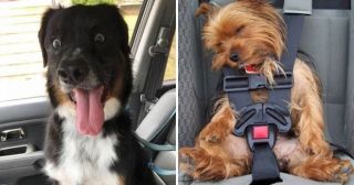 17 смешных собак, которые очень фотогеничны