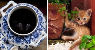 25 удивительно милых фото о котиках - гениях конспирации