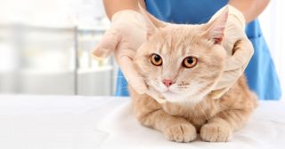 Котик в опасности: 14 симптомов, которые нельзя игнорировать