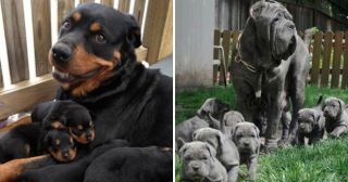 15 умилительных фото собак-мамочек и их малышей