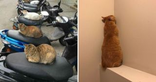 15 снимков котиков с забавными комментариями их хозяев 