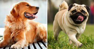 7 пород собак, способных спасти от депрессии и одиночества 