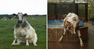 25 веселых коров, которые смогут поднять настроение