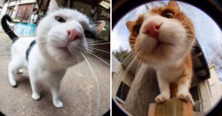 20 любопытных кошек, которые засунули свой нос в объектив камеры