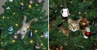 20 котов, которые считают себя лучшим украшением новогодней ёлки